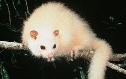 WHITE_possum_1125580c