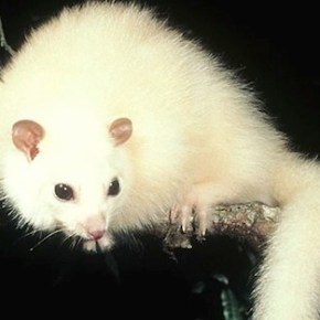 New Scientist: Ghost of the cloud forest -Seeking the white&nbsp;possum