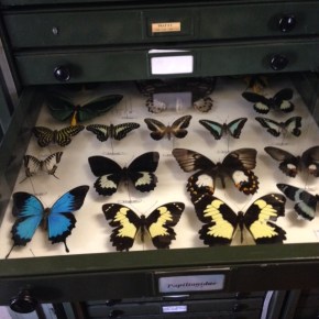 In the footsteps of Wallace:&nbsp;Cosmos