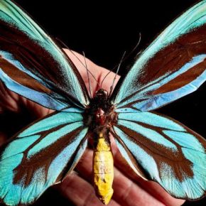 Chasing butterflies, and what you find along the way:  ABC RN’s Science&nbsp;Friction
